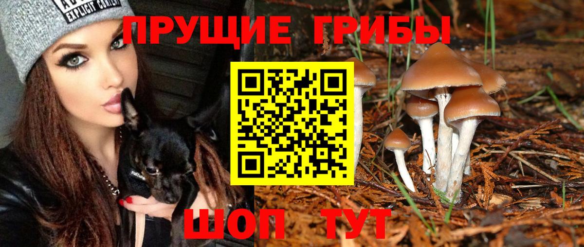 Ногинск  Псилоцибиновые грибы ЛСД  Псилоцибиновые грибы Psilocybe  Вход с VPN 